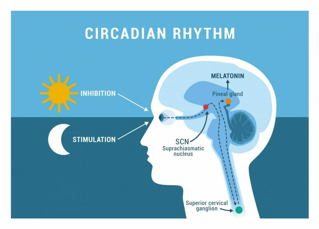 circadian rhythm diagram 